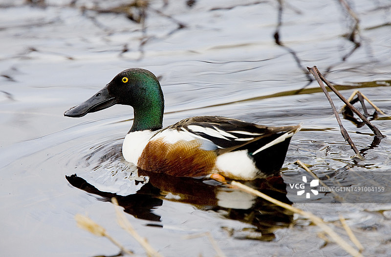 罗马尼亚湖中游泳的绿头鸭特写图片素材