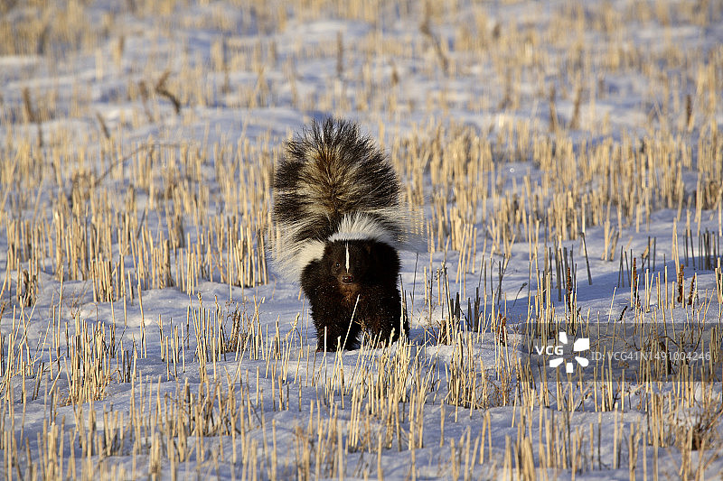罗马尼亚，女子背影站在田野上图片素材
