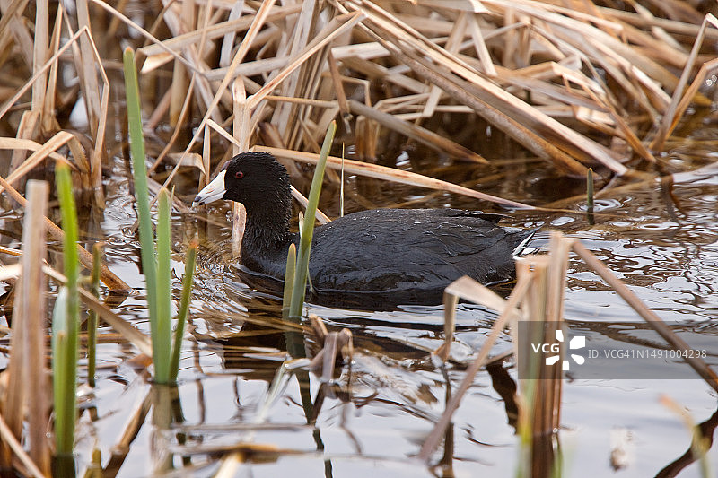 罗马尼亚湖中游泳的骨顶鸡俯视图图片素材