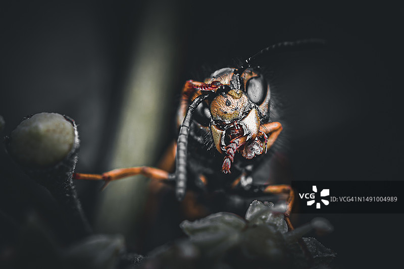 黑色背景下植物上昆虫的特写，德国图片素材