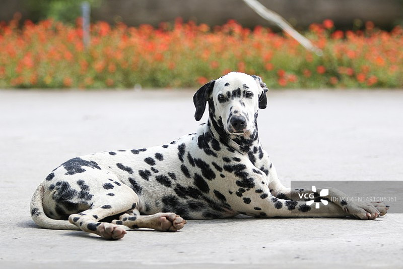 越南户外斑点狗图片素材
