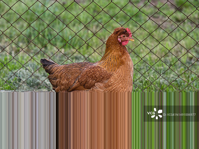 克罗地亚农场散养褐色羽毛鸡图片素材