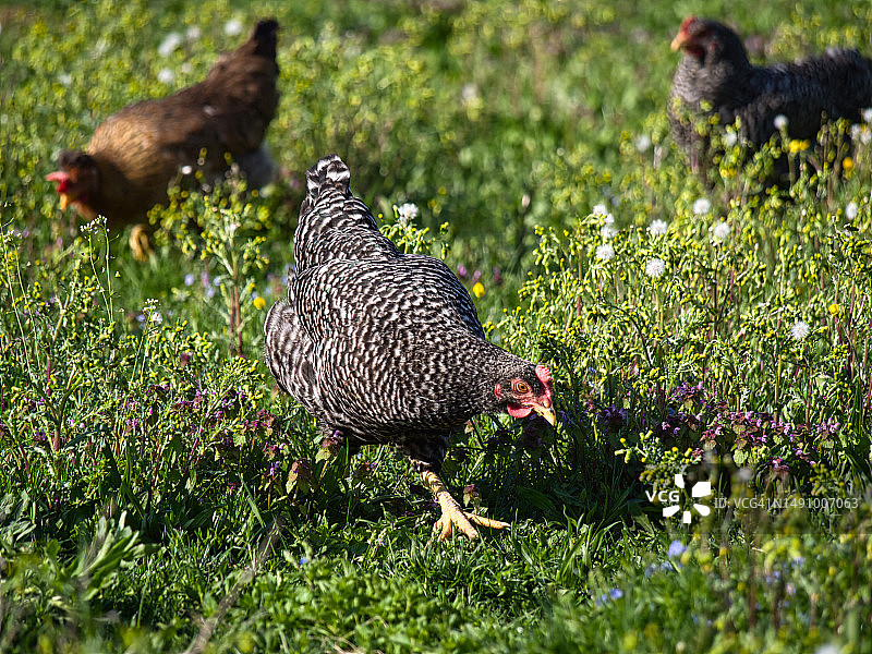 克罗地亚农场上的散养鸡图片素材