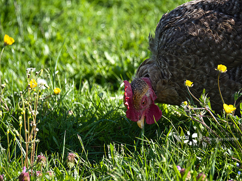 克罗地亚农场上的散养鸡图片素材