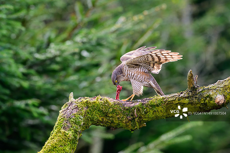 雀鹰栖息在覆盖苔藓的树枝上捕食（英国）图片素材