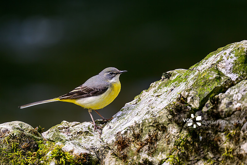 灰鹡鸰（Motacilla cinerea）栖息在英国阿什本伊拉姆河的岩石上图片素材