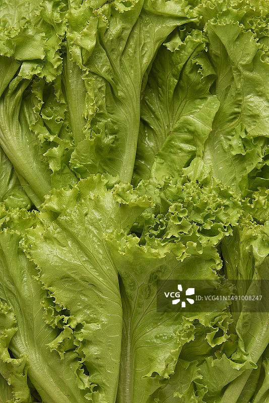 蔬菜概念：罗马尼亚生菜叶分层排列图片素材