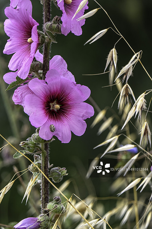 蜀葵的大型粉色花朵特写图片素材