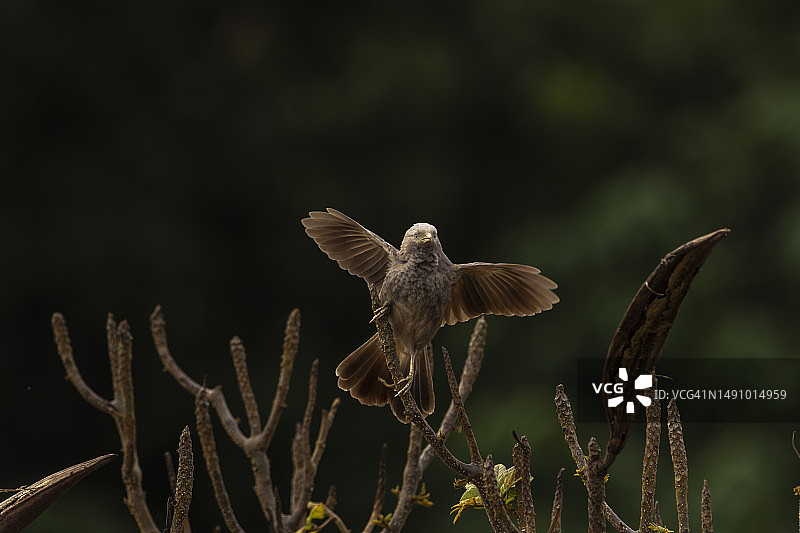 栖息在植物上的黄嘴鹛特写图片素材