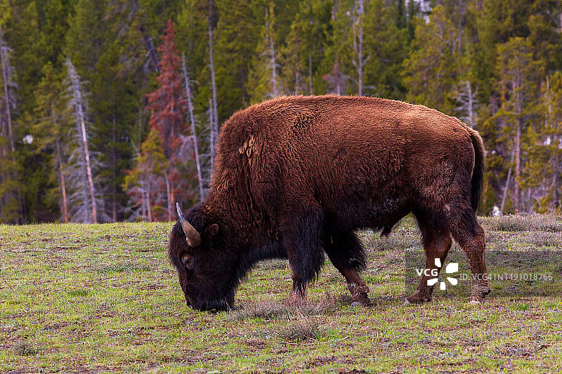 森林里的驼鹿侧面图图片素材