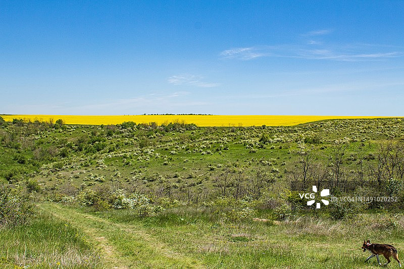 罗马尼亚蓝天下的田野景色图片素材
