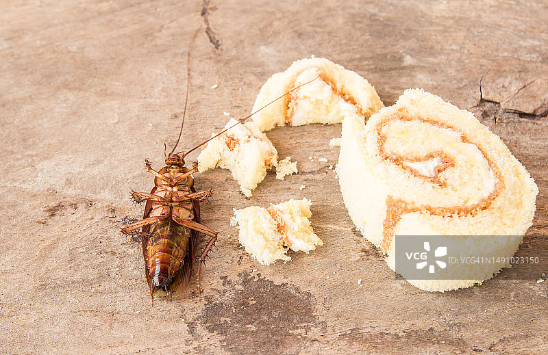 死蟑螂在旧木桌上图片素材