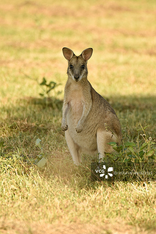 袋鼠坐在澳大利亚昆士兰州的草地上图片素材