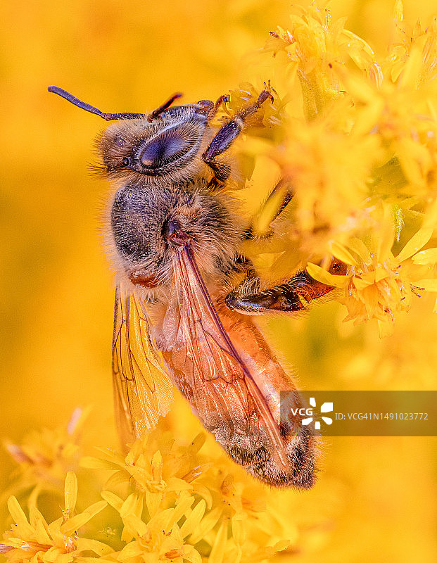 加拿大魁北克蒙特利尔，金色金鸡菊上的蜜蜂图片素材