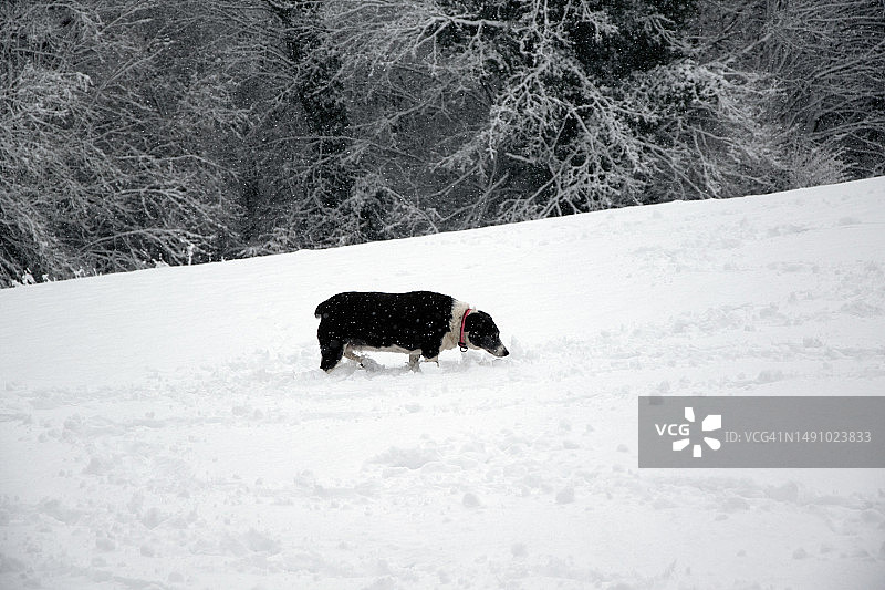 在厚厚的积雪中遛狗，英国图片素材
