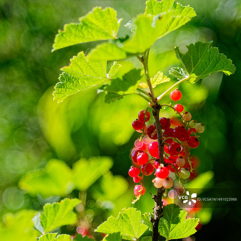 德国弗雷肯费尔德树上生长的红色浆果特写图片素材