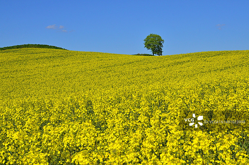 波兰油菜籽田园风光图片素材