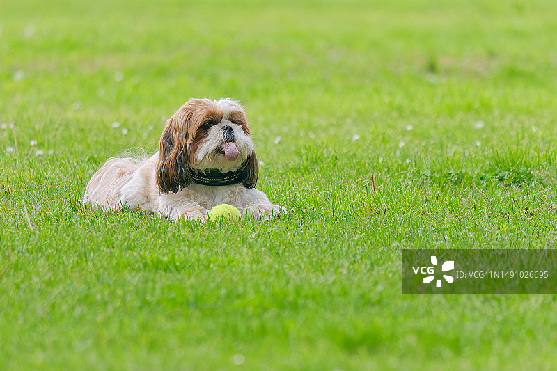 躺在公园球旁边的可爱西施犬图片素材