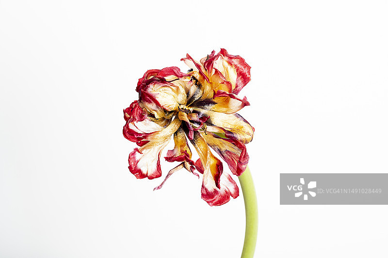 德国，白色背景下的枯萎花朵特写图片素材
