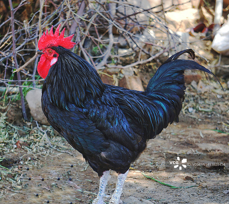 田野上的公鸡特写图片素材