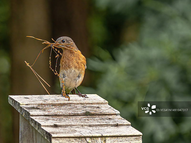 雌性东部蓝知更鸟筑巢特写图片素材