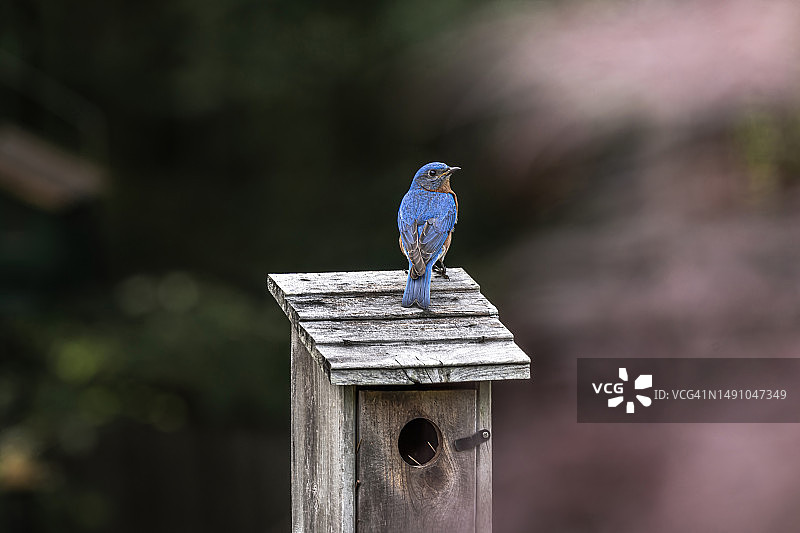 鸟舍上的雄性东部蓝知更鸟图片素材