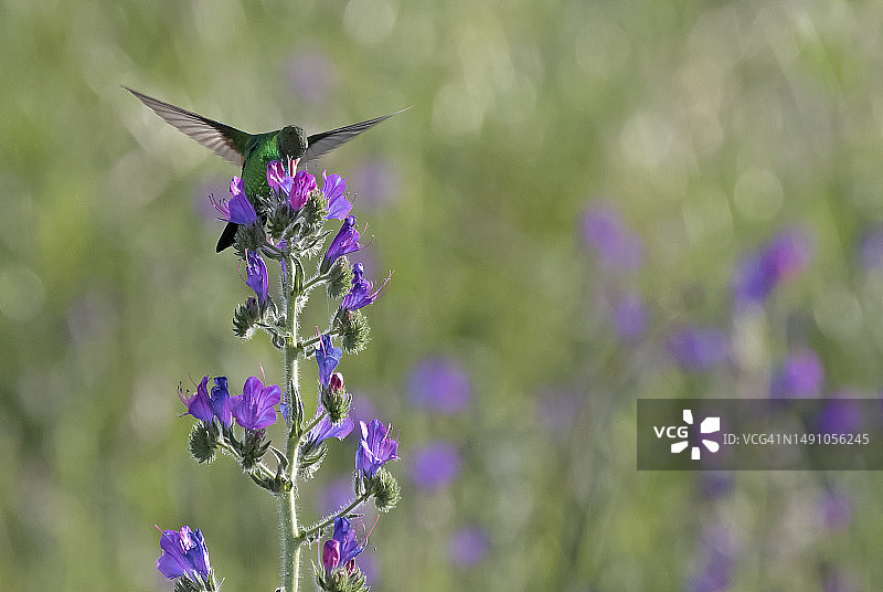 紫色的花图片素材