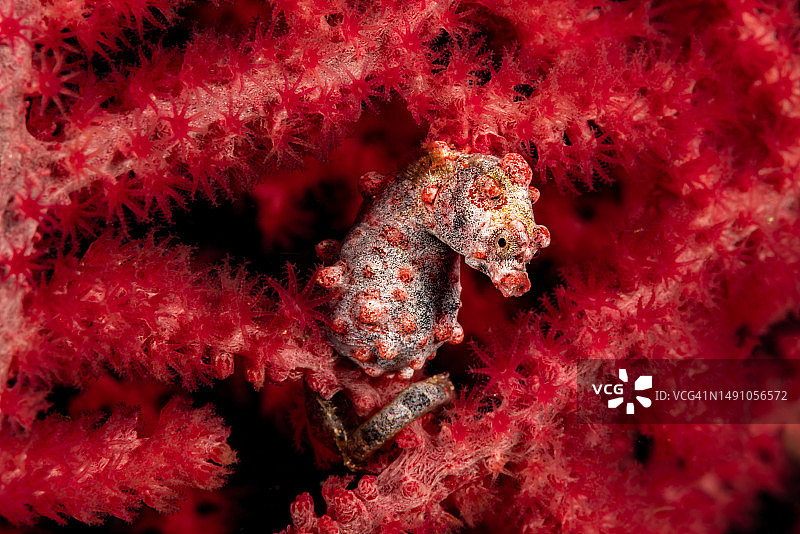 豆丁海马与柳珊瑚图片素材