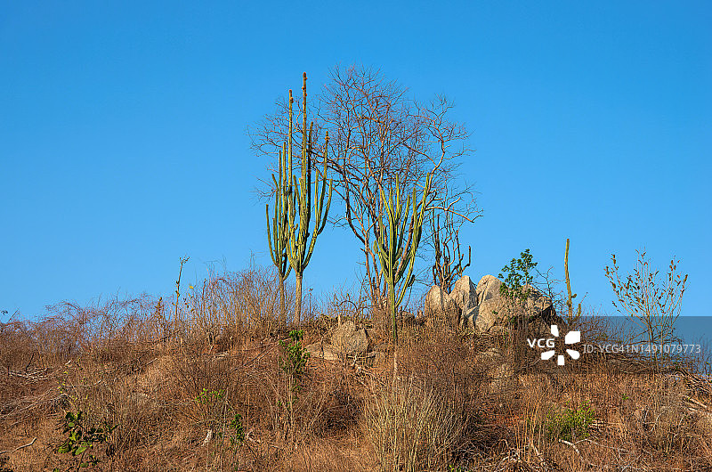 干旱的山丘，有枯草、灌木、树木、仙人掌和巨石图片素材