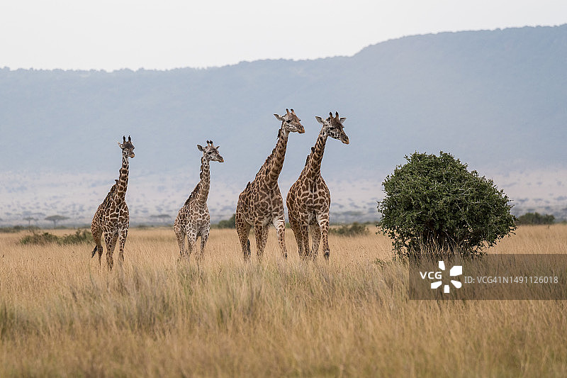 肯尼亚马赛马拉国家保护区内的长颈鹿图片素材