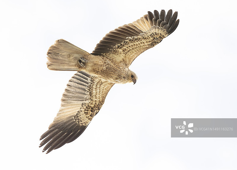 啸栗鸢图片素材