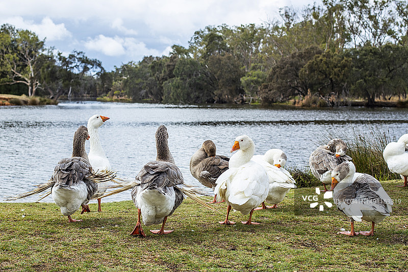 长着天使翅膀的鹅群图片素材