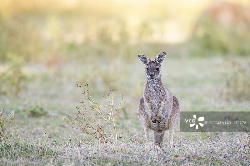 袋鼠宝宝图片素材