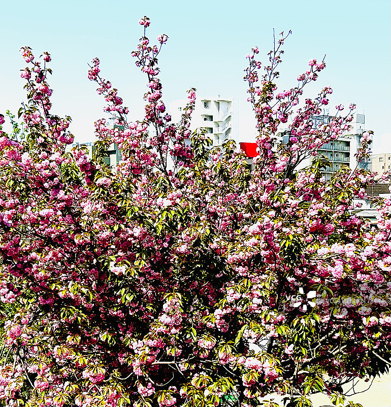 海棠花图片素材