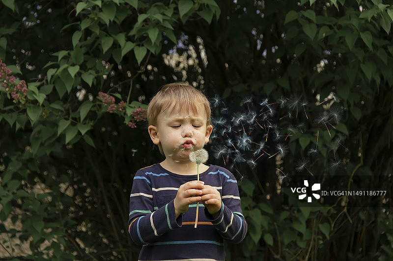 小孩在户外吹蒲公英，种子飞散图片素材