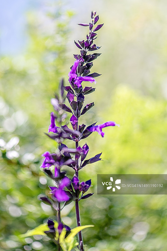 深蓝色鼠尾草夏季花朵特写图片素材