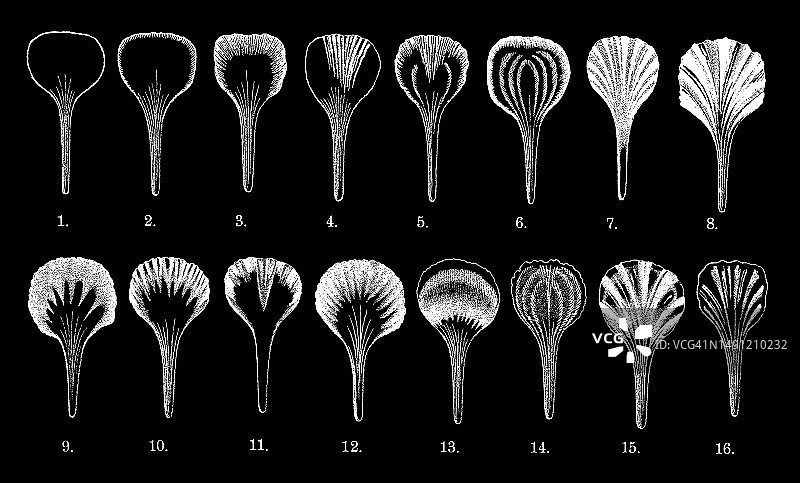 花朵和花瓣类型的古老雕刻插图图片素材