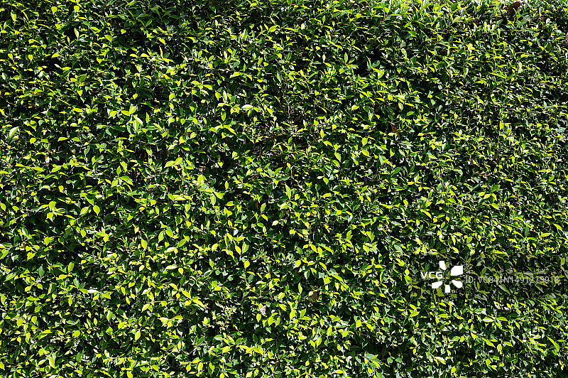绿色树叶无缝纹理背景图片素材