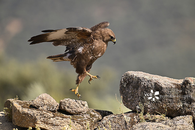 普通鵟跳跃。图片素材