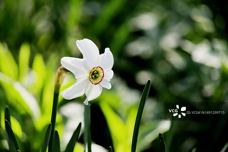 水仙花图片素材