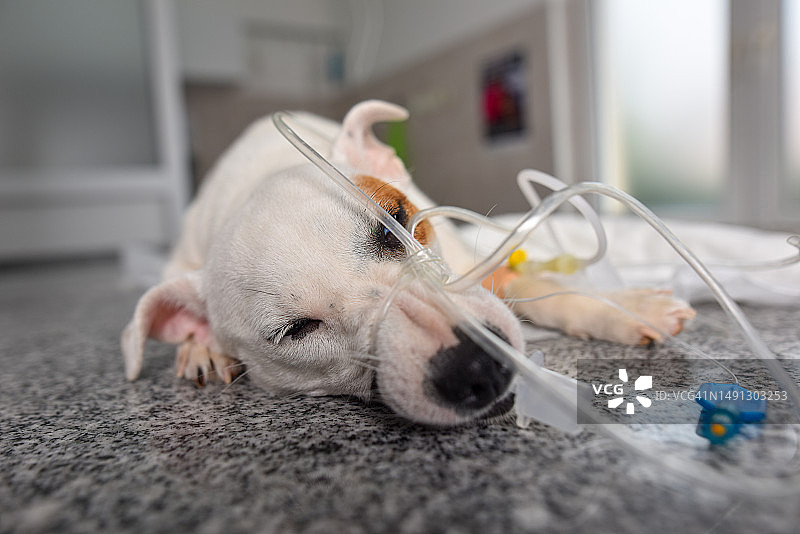 医疗台上的杰克罗素梗图片素材