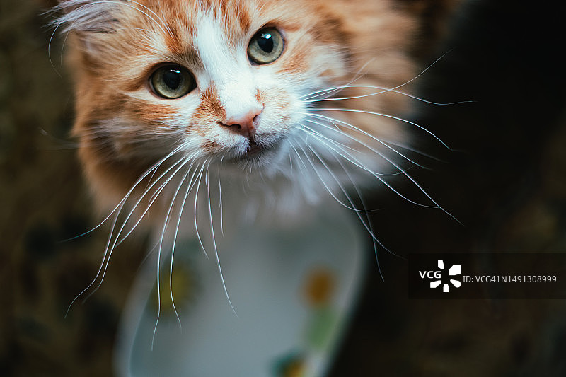 可爱的橘色虎斑猫和空猫碗图片素材