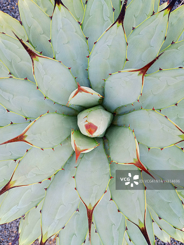 仙人掌的背景图片素材