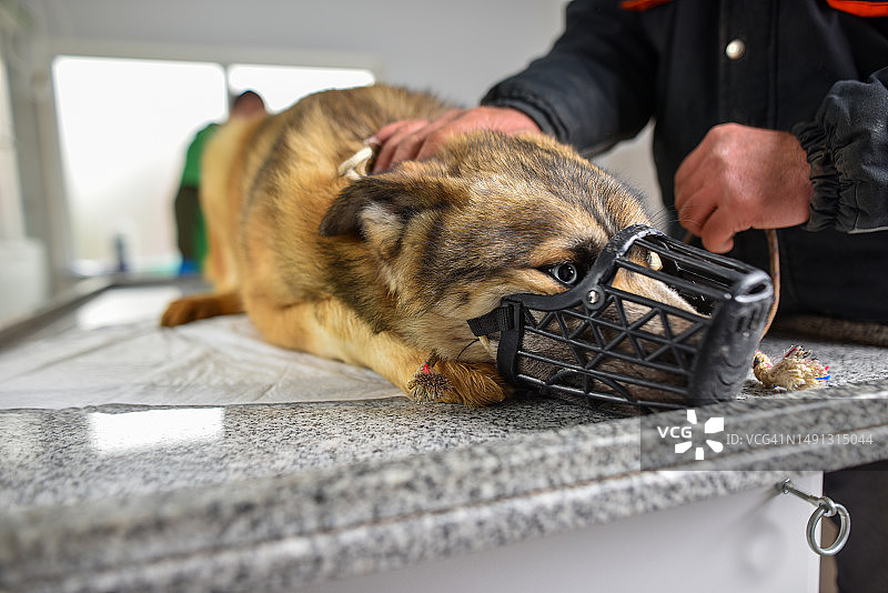 在动物医院获救的托盘犬图片素材