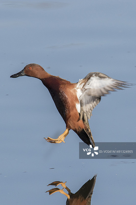 降落的雄性红鸭图片素材