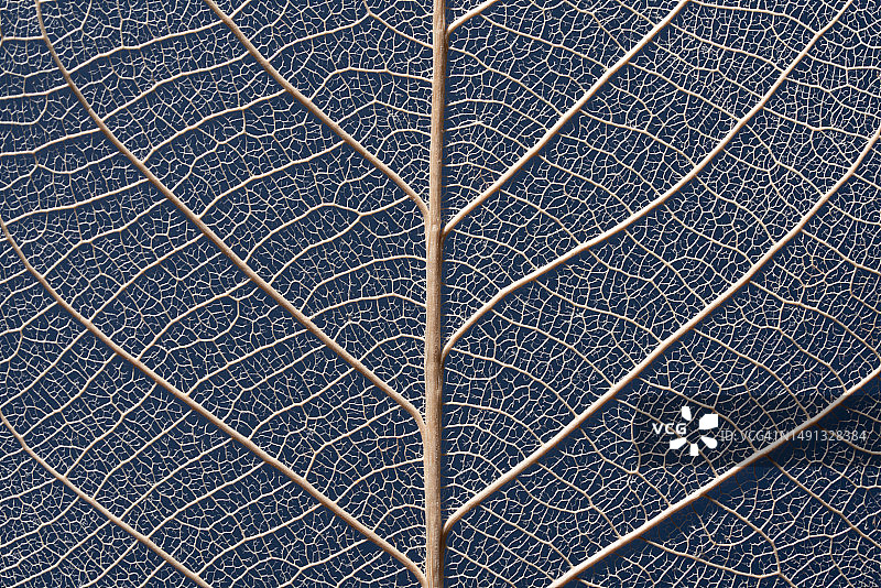 蓝色背景上的叶脉微距摄影图片素材