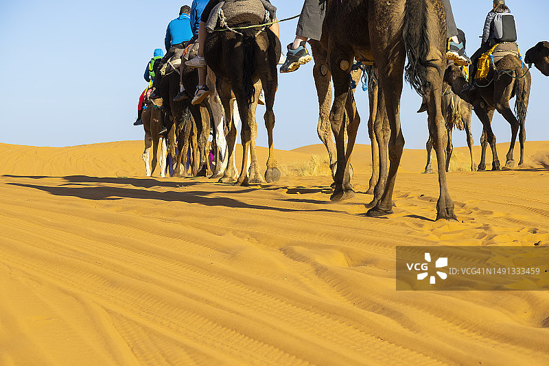游客在摩洛哥撒哈拉沙漠Erg Chebbi的梅尔祖卡骑骆驼图片素材