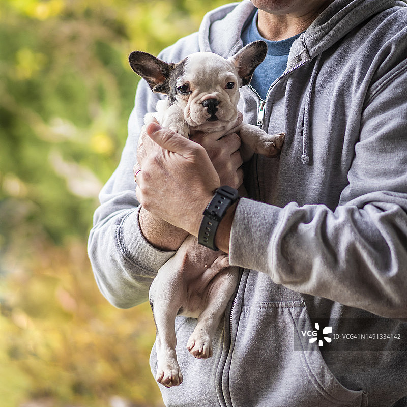 主人怀里抱着的可爱小狗肖像图片素材