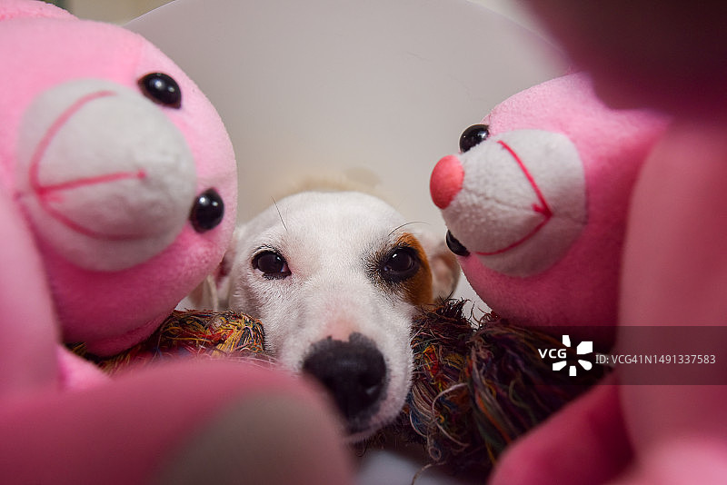 家有萌犬和它心爱的玩具图片素材