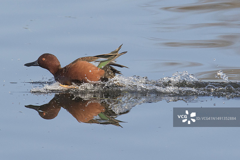 肉桂色鸭子雄鸟滑行溅起水花图片素材
